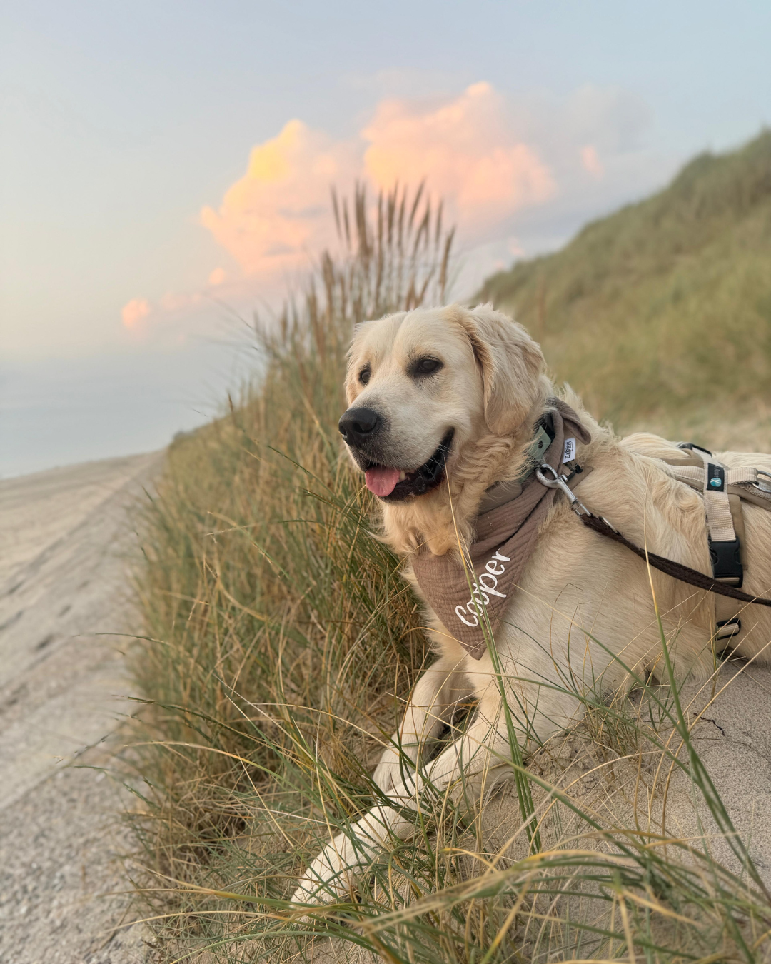 GoldenRetriever_mitpersonalisiertemHalstuch